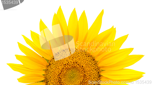 Image of sunflower