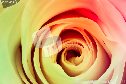 Image of multicolor rose
