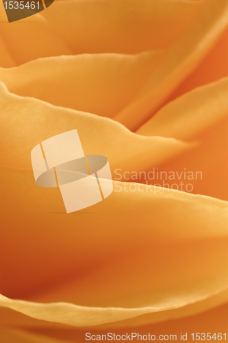 Image of orange rose macro