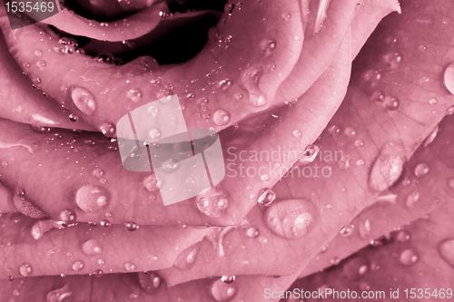 Image of pink rose