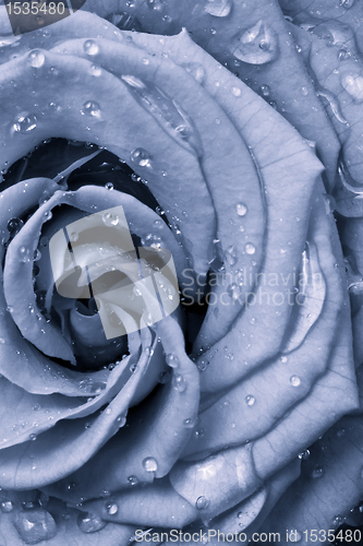 Image of blue rose
