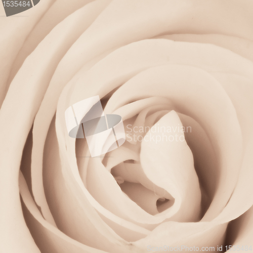 Image of white rose close up