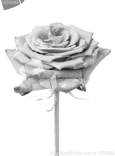 Image of white rose