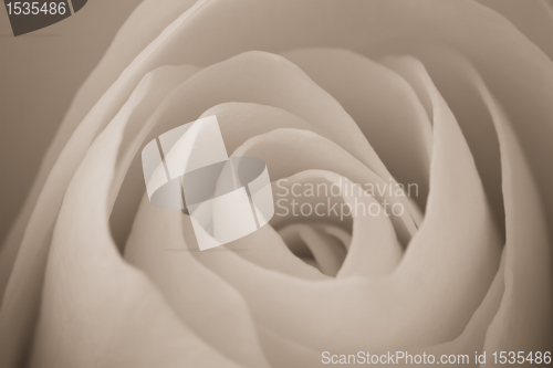 Image of white rose macro