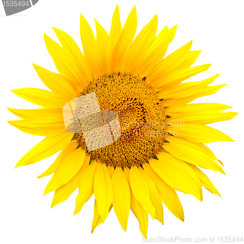 Image of sunflower