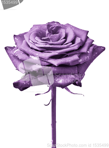 Image of violet rose
