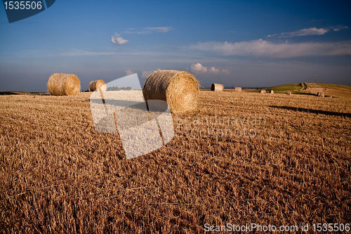 Image of Typical Tuscan landscape