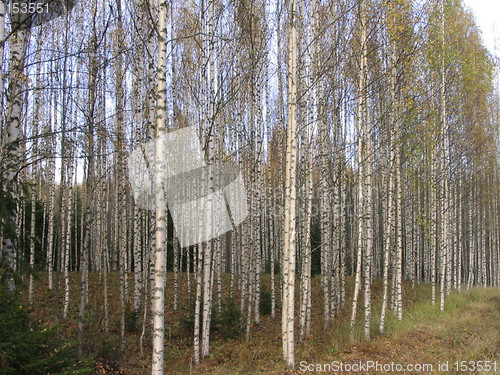 Image of birch trees early spring 1.