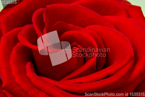 Image of red rose