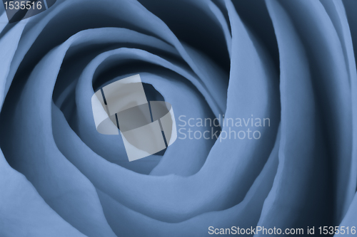 Image of blue rose macro