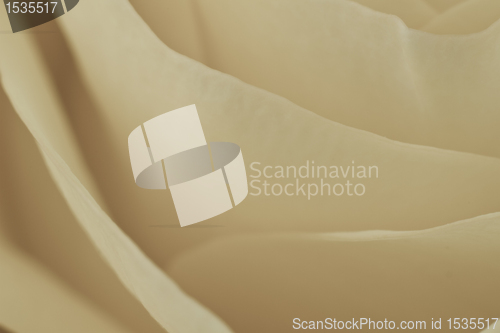 Image of white rose macro