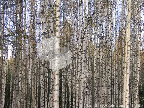 Image of birch trees early spring 2.