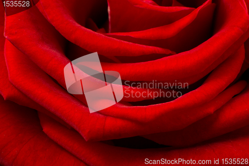 Image of red rose