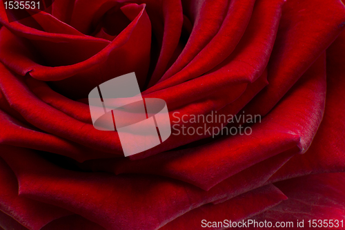 Image of red rose