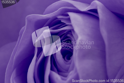 Image of violet rose macro