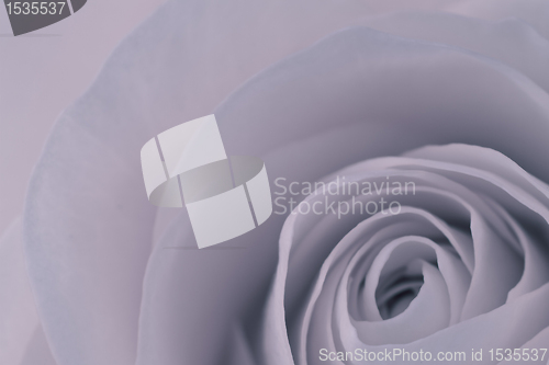 Image of rose macro