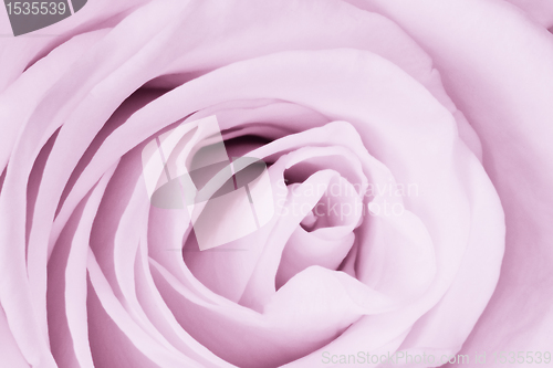 Image of violet rose close up
