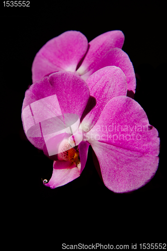 Image of pink orchid