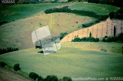 Image of Typical Tuscan landscape