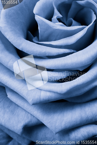 Image of blue rose