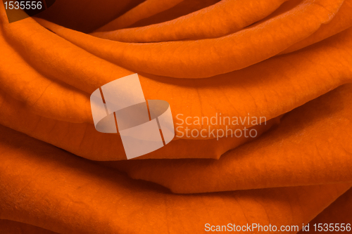 Image of orange rose