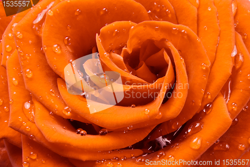 Image of orange rose
