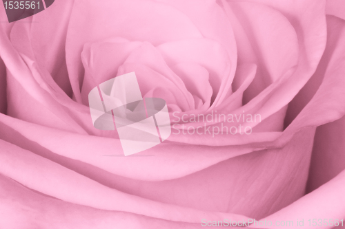 Image of pink rose close up