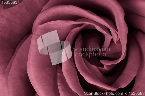 Image of pink rose