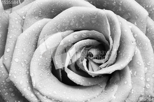 Image of white rose