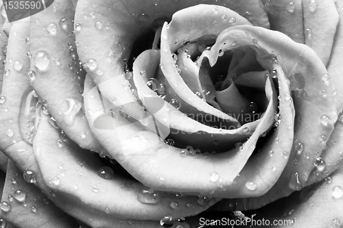 Image of white rose