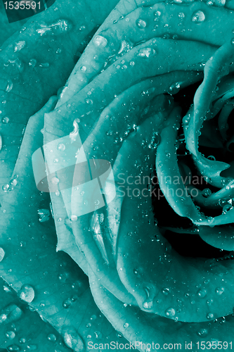 Image of rose petals