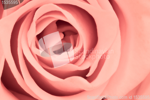 Image of pink rose close up