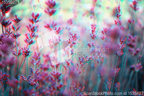 Image of 3D anaglyph ofa lavender plant field