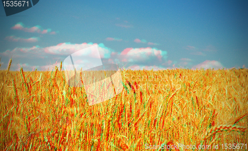 Image of Wheat field under stormy sky