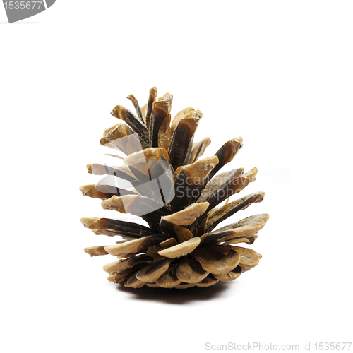 Image of Pine fir-tree cone on white background