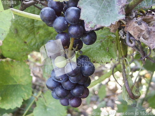 Image of Black grapes