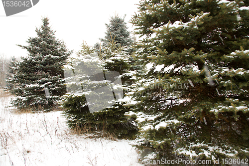 Image of Winter wood