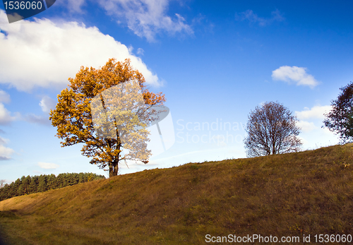Image of Tree in the autumn
