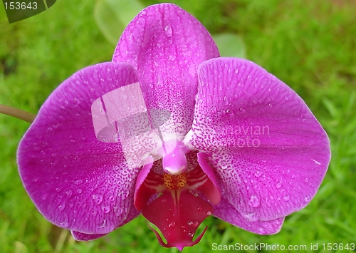 Image of Pink orchid in close