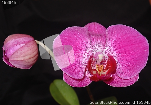 Image of Pink orchid