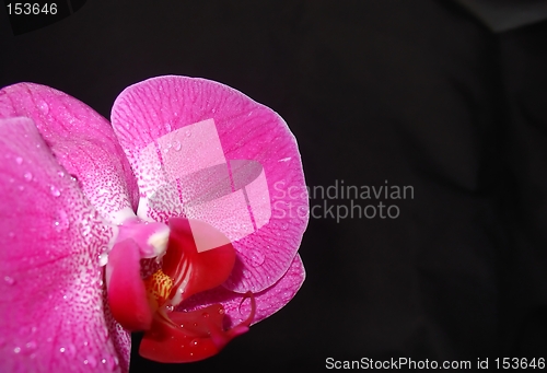 Image of Pink orchid