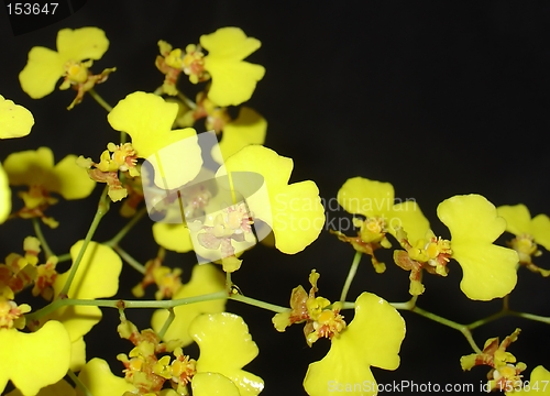 Image of Yellow orchid