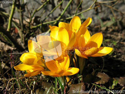 Image of Crocus