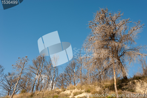 Image of Destroyed forest