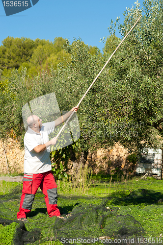 Image of Olive harvest