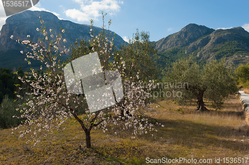 Image of Mediterranean countryside