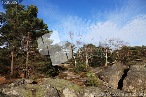 Image of The forest of Fontainebleau