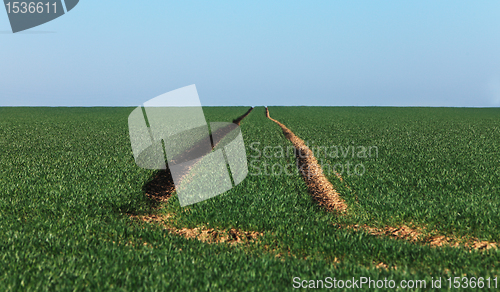 Image of Agricultural abstract