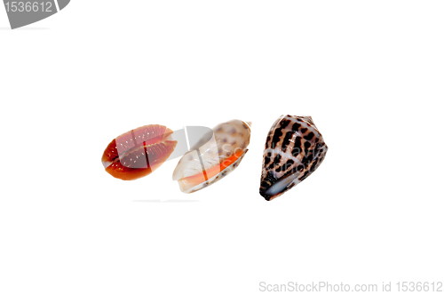 Image of shells, isolated