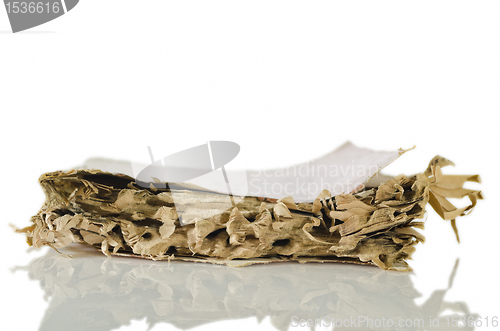 Image of Termite-damaged Book